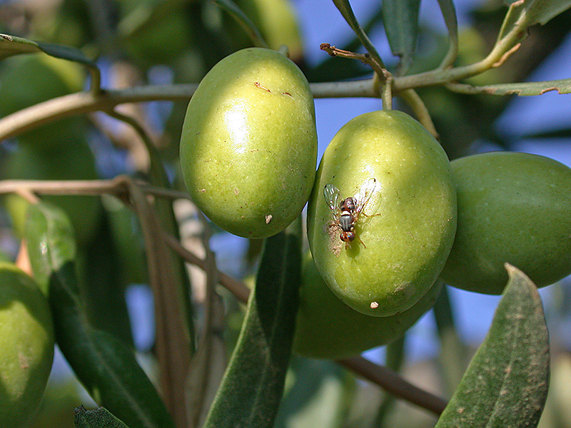 La mouche de l'olive